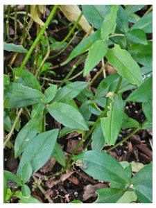 Growing Phlox