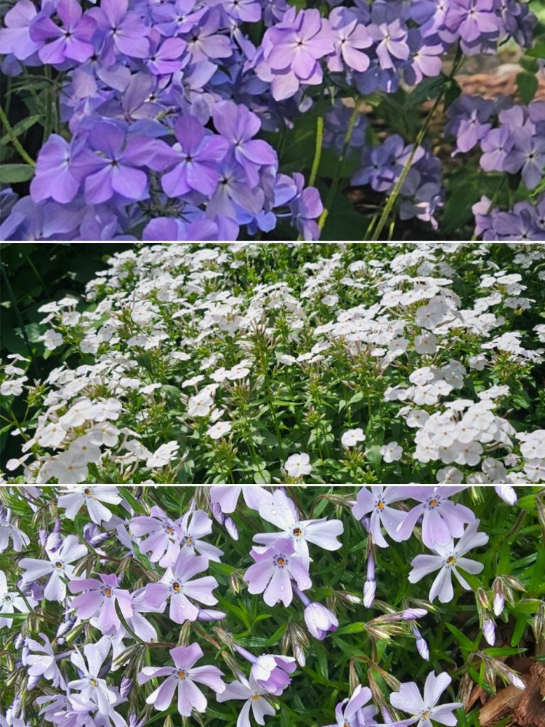 Growing Phlox