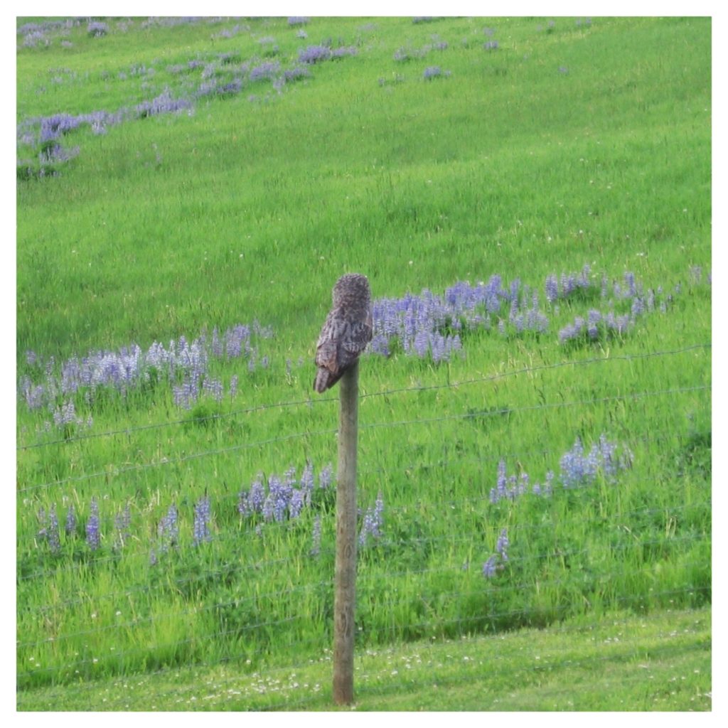 Raptor Rescue Squad!