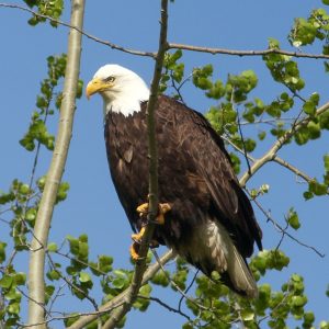 Raptor Rescue Squad!