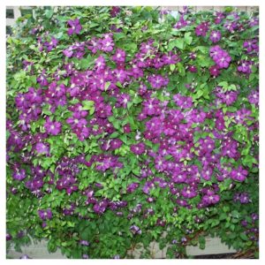 Climbing Vines in Hardiness Zone 4A