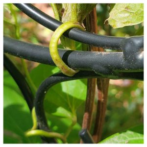 Climbing Vines in Hardiness Zone 4A