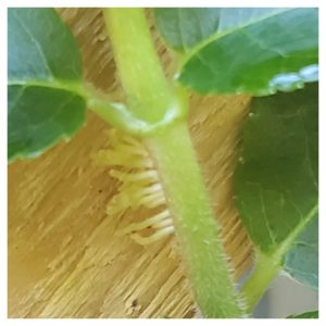 Climbing Vines in Hardiness Zone 4A