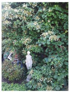 Climbing Vines in Hardiness Zone 4A