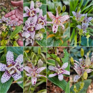 Power Flowerers in Hardiness Zone 4A