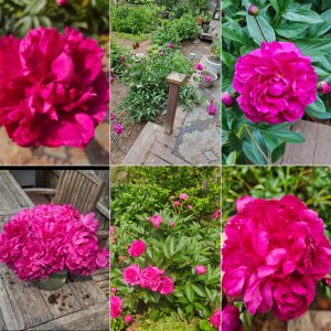 Power Flowerers in Hardiness Zone 4A