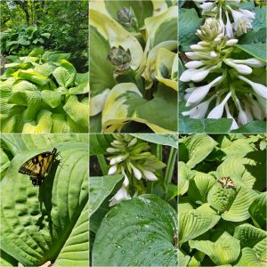 Foliage-intensive Perennials in Hardiness Zone 4A