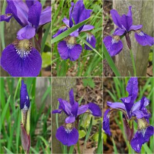 Power Flowerers in Hardiness Zone 4A