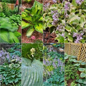 Foliage-intensive Perennials in Hardiness Zone 4A