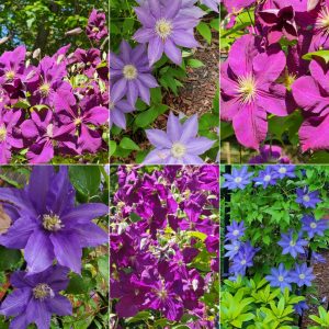 Climbing Vines in Hardiness Zone 4A