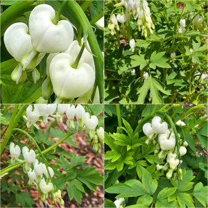 Power Flowerers in Hardiness Zone 4A