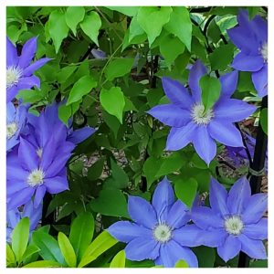 Climbing Vines in Hardiness Zone 4A