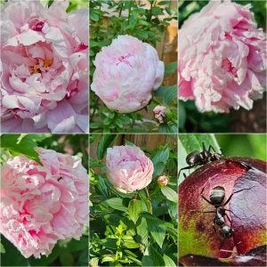 Power Flowerers in Hardiness Zone 4A