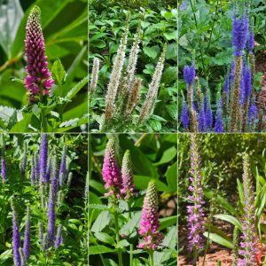 Power Flowerers in Hardiness Zone 4A