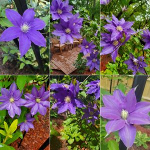 Climbing Vines in Hardiness Zone 4A