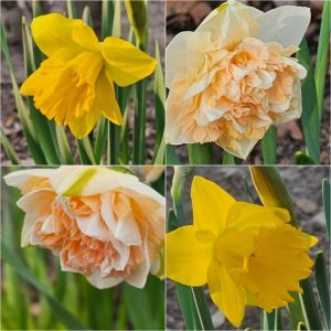 Power Flowerers in Hardiness Zone 4A