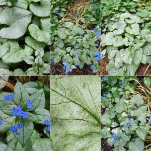 Foliage-intensive Perennials in Hardiness Zone 4A