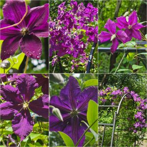 Climbing Vines in Hardiness Zone 4A