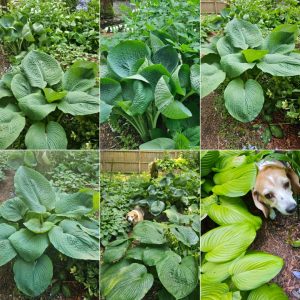 Foliage-intensive Perennials in Hardiness Zone 4A