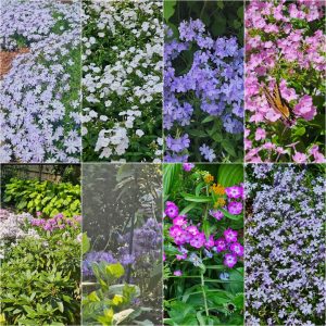 Power Flowerers in Hardiness Zone 4A