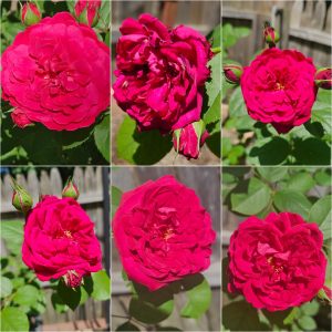 Power Flowerers in Hardiness Zone 4A