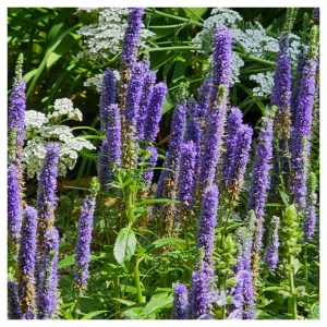 Power Flowerers in Hardiness Zone 4A