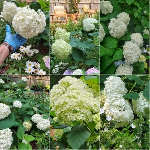 Bodacious Bushes and Trees in Hardiness Zone 4A