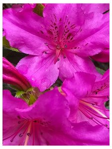 Bodacious Bushes and Trees in Hardiness Zone 4A