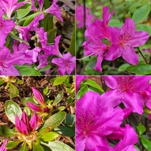 Bodacious Bushes and Trees in Hardiness Zone 4A