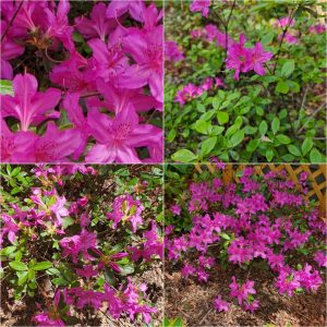 Bodacious Bushes and Trees in Hardiness Zone 4A