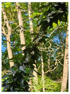 Bodacious Bushes and Trees in Hardiness Zone 4A