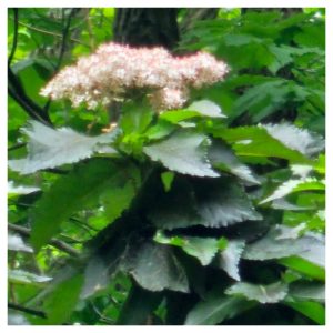 Bodacious Bushes and Trees in Hardiness Zone 4A