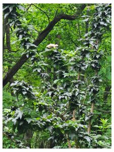 Bodacious Bushes and Trees in Hardiness Zone 4A