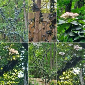 Bodacious Bushes and Trees in Hardiness Zone 4A