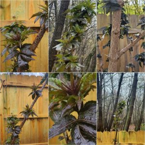 Bodacious Bushes and Trees in Hardiness Zone 4A