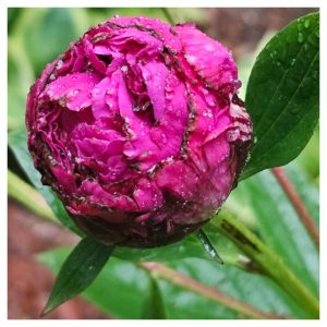 Power Flowerers in Hardiness Zone 4A