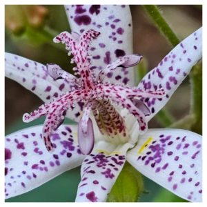 Power Flowerers in Hardiness Zone 4A