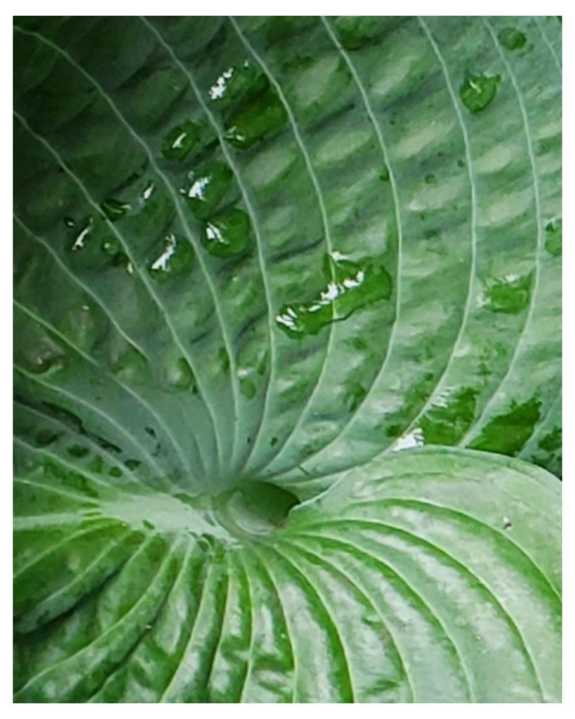 Foliage-intensive Perennials in Hardiness Zone 4A