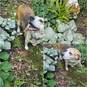 Foliage-intensive Perennials in Hardiness Zone 4A