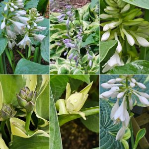 Foliage-intensive Perennials in Hardiness Zone 4A