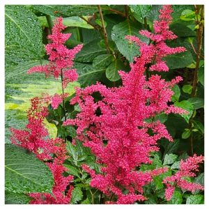 Foliage-intensive Perennials in Hardiness Zone 4A