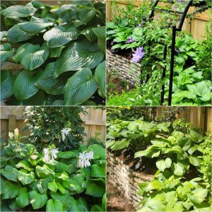 Foliage-intensive Perennials in Hardiness Zone 4A