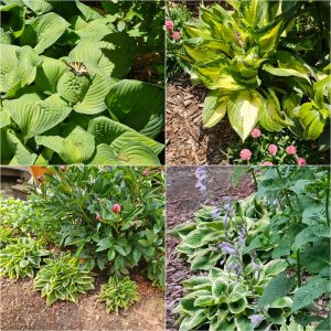 Foliage-intensive Perennials in Hardiness Zone 4A