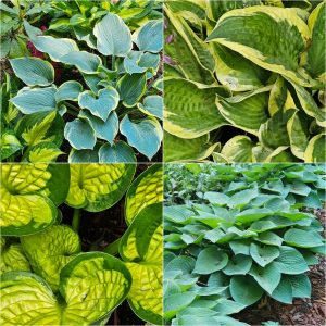 Foliage-intensive Perennials in Hardiness Zone 4A