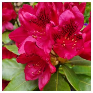 Bodacious Bushes and Trees in Hardiness Zone 4A