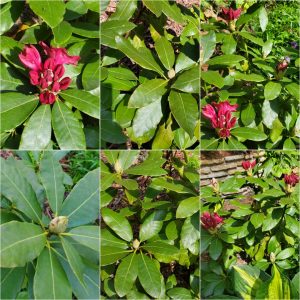 Bodacious Bushes and Trees in Hardiness Zone 4A