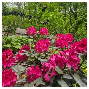 Bodacious Bushes and Trees in Hardiness Zone 4A