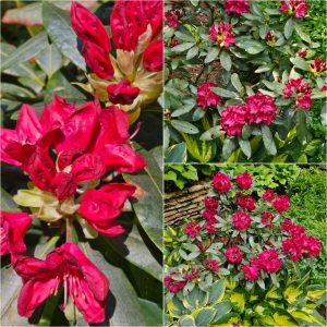 Bodacious Bushes and Trees in Hardiness Zone 4A
