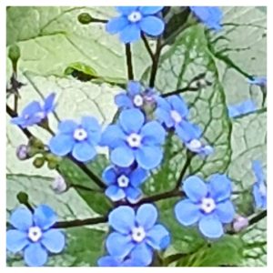 Foliage-intensive Perennials in Hardiness Zone 4A