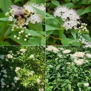 Bodacious Bushes and Trees in Hardiness Zone 4A